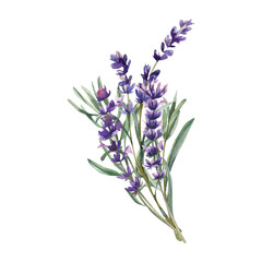Lavender flowers bouquet watercolor illustration. Hand drawn floral isolated clipart with field wild blooming element,violet petal painting for aroma oil,cosmetics,provence design © Evgeniya