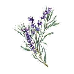 Violet field flowers watercolor arrangement. Isolated lavender flowers bouquet with purple blooming elements and green leaves, floral field flowers branches for packing, label, logo, card design © Evgeniya