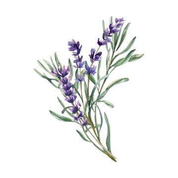 Violet field flowers watercolor arrangement. Isolated lavender flowers bouquet with purple blooming elements and green leaves, floral field flowers branches for packing, label, logo, card design