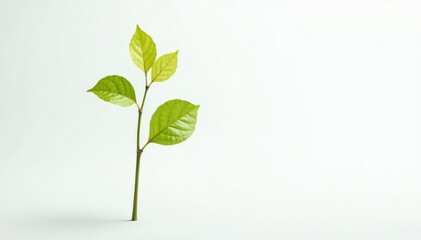 Single, delicate sapling against pure white backdrop , tree, summer