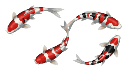 Koi Fish Swimming Pattern