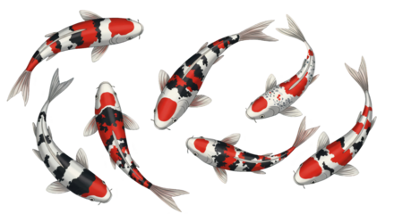 Koi Fish Illustration Set