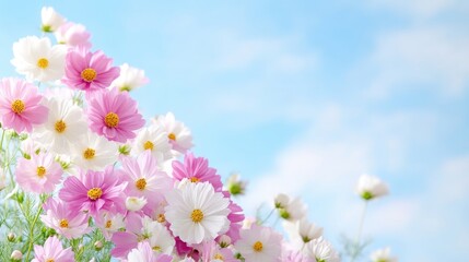Fototapeta premium Pink and white cosmos flowers against a vibrant blue sky. Delicate blossoms in a garden setting