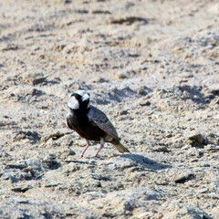 Ashy-crowned Sparrow-lark (Eremopterix griseus) male on the ground, Little Rann of Kutch, Gujarat, India.