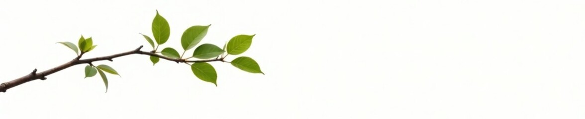 Naklejka premium A single branch with leaves on a white background, tree, white