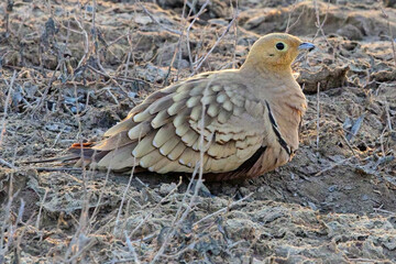 Chestnut-bellied Sandgrouse (Pterocles exustus) close male, sat on the ground, Little Rann of Kutch, Gujarat, India.