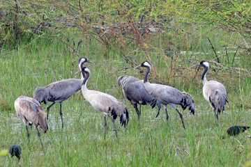 Common Crane (Grus grus), group standing in a marsh, Little Rann of Kutch, Gujarat, India.
