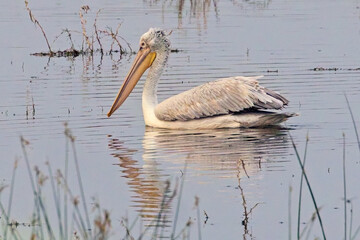 Dalmatian Pelican (Pelecanus crispus), swimming, Little Rann of Kutch, Gujarat, India.