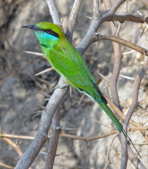 Asian Green Bee-eater (Merops orientalis) perched in a bush close by, Little Rann of Kutch, Gujarat, India.