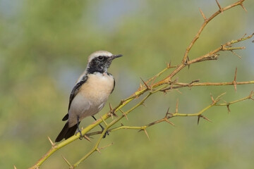 Desert Wheatear (Oenanthe deserti) male perched in a bush, close, Little Rann of Kutch, Gujarat, India.