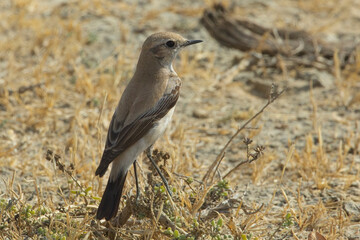 Desert Wheatear (Oenanthe deserti) female standing close, Little Rann of Kutch, Gujarat, India.