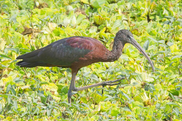 Glossy Ibis, (Plegadis falcinellus), in a swamp, close, Little Rann of Kutch, Gujarat, India.