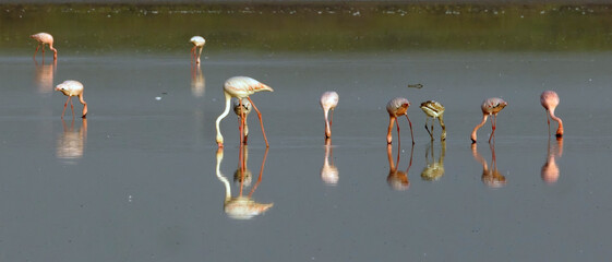 Fototapeta premium Lesser Flamingos (Phoeniconaias minor), feeding with a Greater Flamingo, (Phoenicopterus roseus), Little Rann of Kutch, Gujarat, India.
