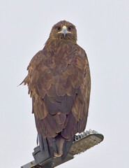 Greater Spotted Eagle (Clanga clanga), adult perched on a lamppost, head turned to look at camera, Little Rann of Kutch, Gujarat, India