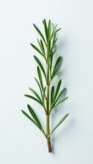 Obraz premium A delicate sprig of rosemary on a snowy white background, earthy, simplicity, rosemary