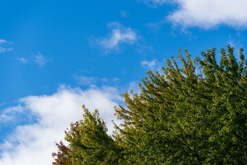 Obraz premium Feuiiles et ciel