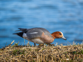 地面を歩くヒドリガモ
