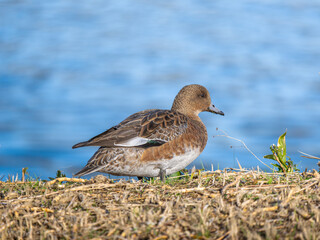 地面を歩くヒドリガモ