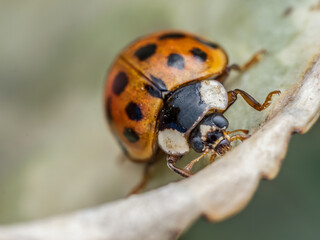 Closeup of Asian ladybird on green leaf