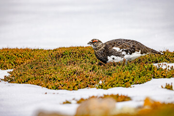 富山県・立山室堂　ライチョウ
