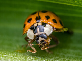 Fototapeta premium Closeup of Asian ladybird on green leaf