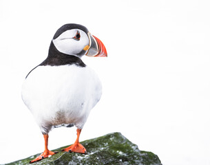 atlantic puffin bird 