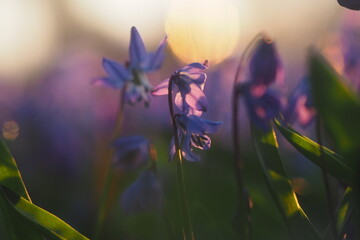 niebieskie, fioletowe kwiaty © Barbara