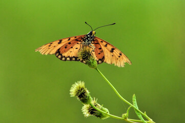 butterfly on a flower