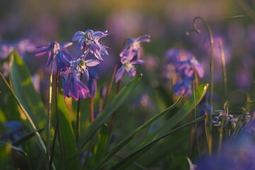 niebieskie, fioletowe kwiaty © Barbara