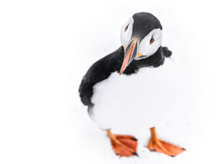 atlantic puffin bird 