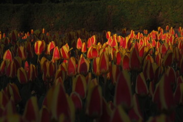 Fototapeta premium tulipany