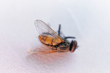 One dead fly (insect) lying on the white surface, extreme close-up