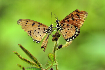 Couple butterfly on a flower