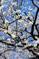 Japanese apricot blossoms in full bloom in early spring background. Tree branches of Japanese plum tree with white blossoms against the blue sky.