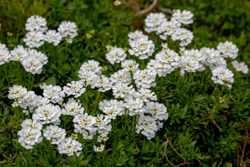 Selective focus of white Iberis sempervirens flower in the garden, The evergreen candytuft or perennial candytuft is a species of flowering plant in the family Brassicaceae, Nature floral background.