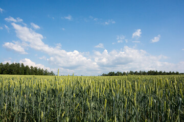 初夏の青空と緑のムギ畑