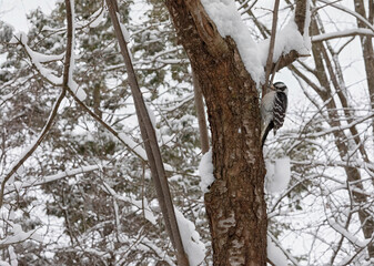 Downy Woodpecker on tree