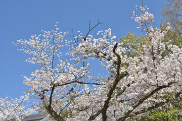 藤森神社の桜