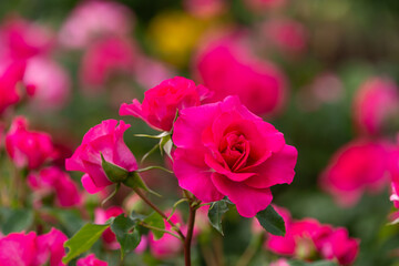 鮮やかなバラ園