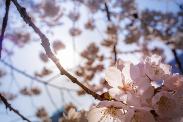 Beautiful Ivory Cherry Blossoms blooming in blue sunny sky on nature background