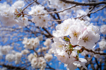 Beautiful Ivory or White Cherry Blossoms blooming in blue sunny sky on nature background