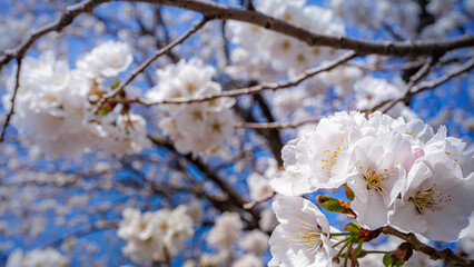 Beautiful Ivory or White Cherry Blossoms blooming in blue sunny sky on nature background