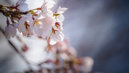 Beautiful Ivory or White Cherry Blossoms blooming in blue sunny sky on nature background