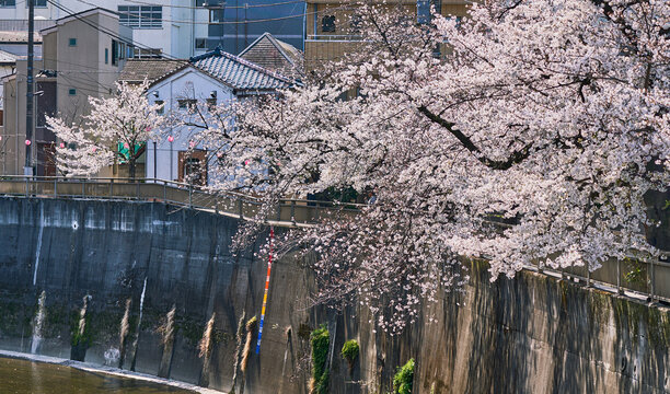 Cherry Blossoms Along the Riverside in a Tokyo Residential Neighborhood