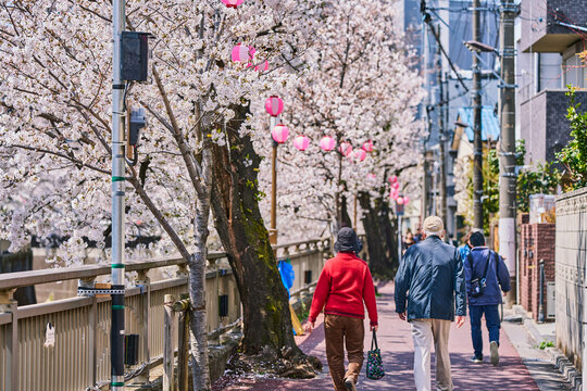 Elderly Couple Walking Under Cherry Blossoms in a Tokyo Neighborhood
