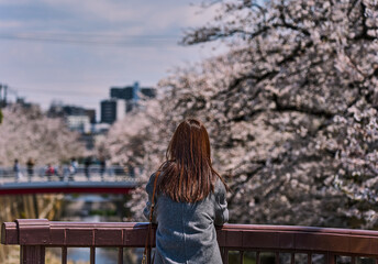 Woman Admiring Cherry Blossoms in Full Bloom by the Shakujii River, Tokyo