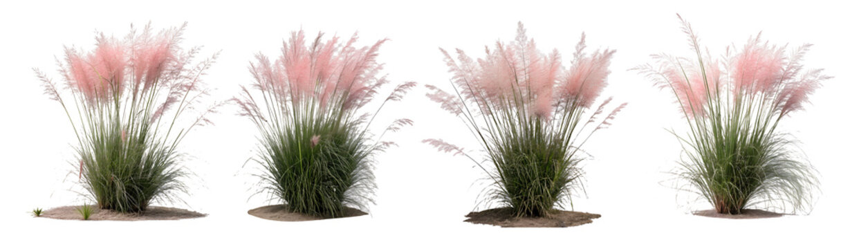 Pink muhly grass PNG cutout on a transparent white background, perfect for artwork design mockups and creative projects. High-quality image for digital designs and presentations