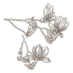 Drawing of a branches of magnolia with a few flowers on it. Pen and ink drawing. Flower illustration. Vector garden plant drawing. Hand-drawn nature design element. Not AI generated.