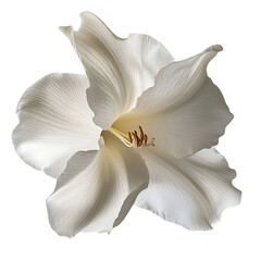Lily with Elegant Trumpet Shaped Petals Isolated on Transparent Background