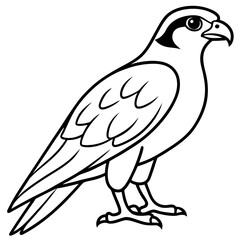 Fototapeta premium Clean and Modern Falcon Line Art